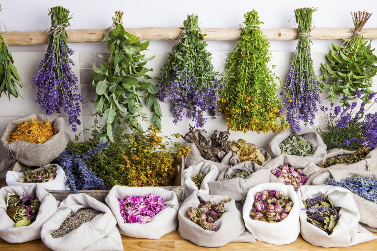 Imatge de l’activitat A LA RECERCA DE LES HERBES REMEIERES