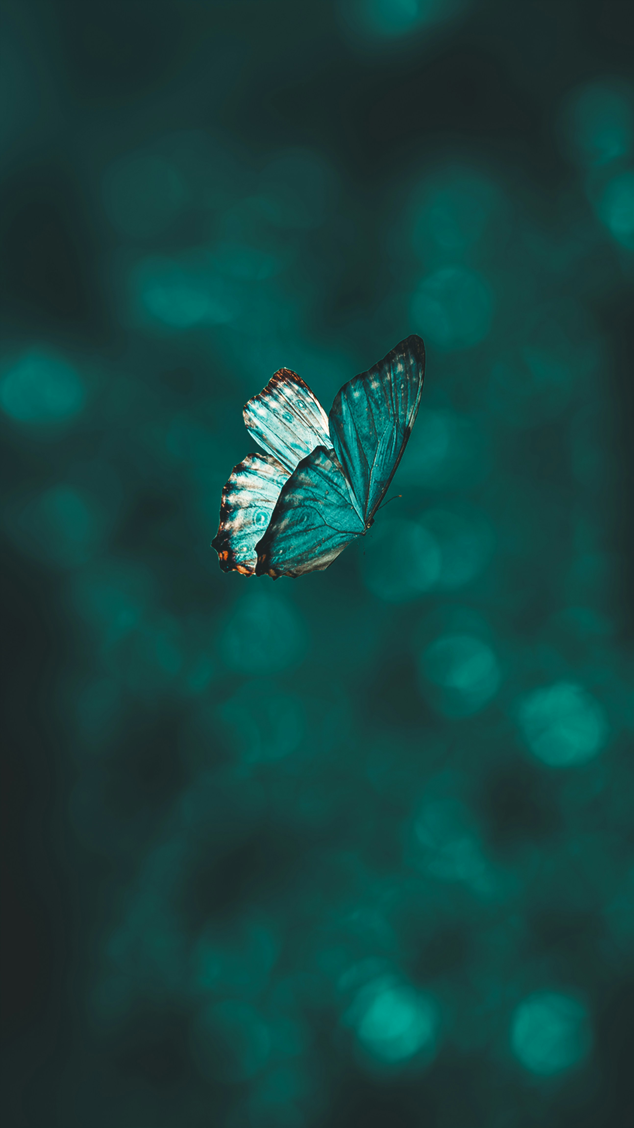 Imatge de l’activitat EXPOSICIÓ FOTOGRAFIES INSECTES